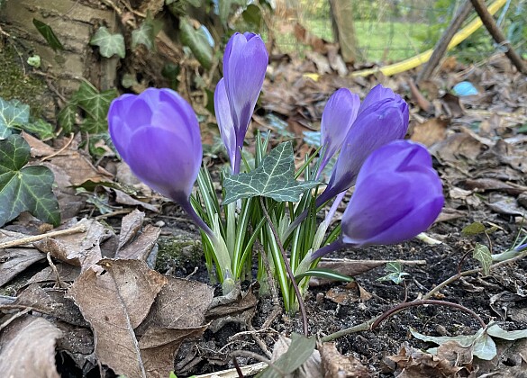 Violette Krokusse