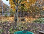 Apfelbaum und Korb
