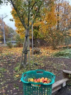 Apfelbaum und Korb