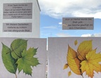 Grüne, gelbe und rote Blätter, Frühlingswiese, blaue Collage