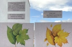 Grüne, gelbe und rote Blätter, Frühlingswiese, blaue Collage