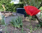 Mohnblüte