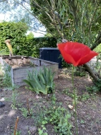 Mohnblüte