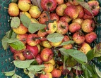 Äpfel im Korb