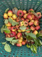 Äpfel im Korb
