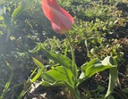 Tulpe