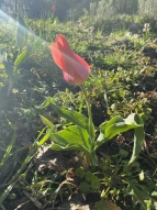 Tulpe