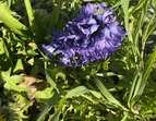 Violette Hyazinthe
