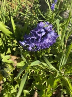 Violette Hyazinthe