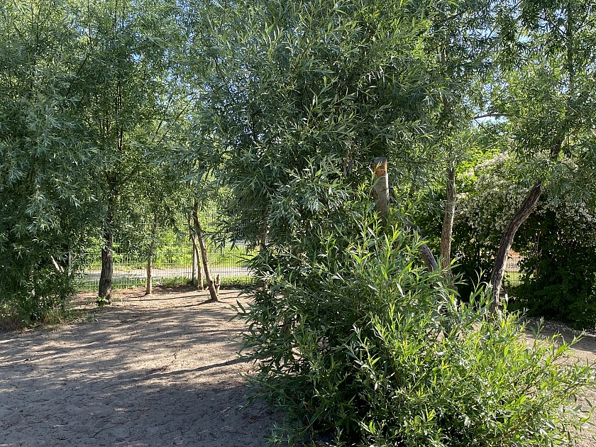 Weidenw&auml;ldchen