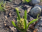 Kleine Hyazinthe