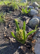 Kleine Hyazinthe